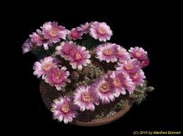 Gymnocalycium baldianum 44